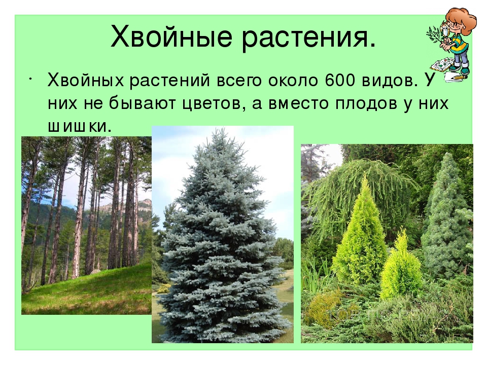 Название хвойных растений. Хвойные растения и описание и картинки. Сколько видов хвойных растений.