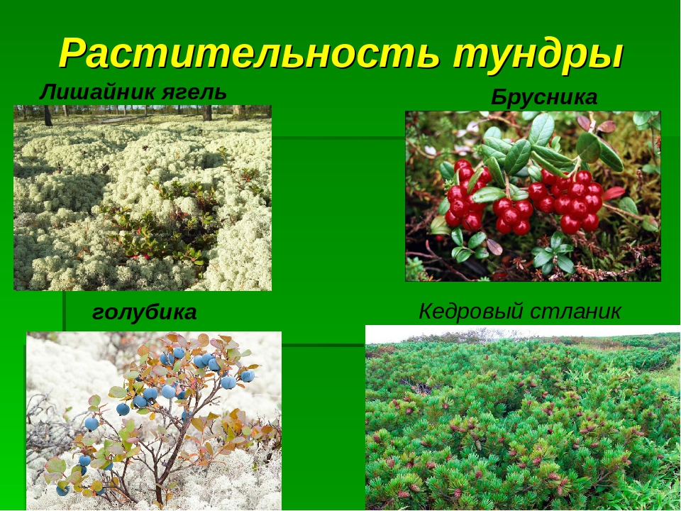 Растительный мир тундры 4. Растения тундры 4 класс. Растения зоны тундры. Типичные растения тундры. Ошибку для растительного покрова тундры характерно