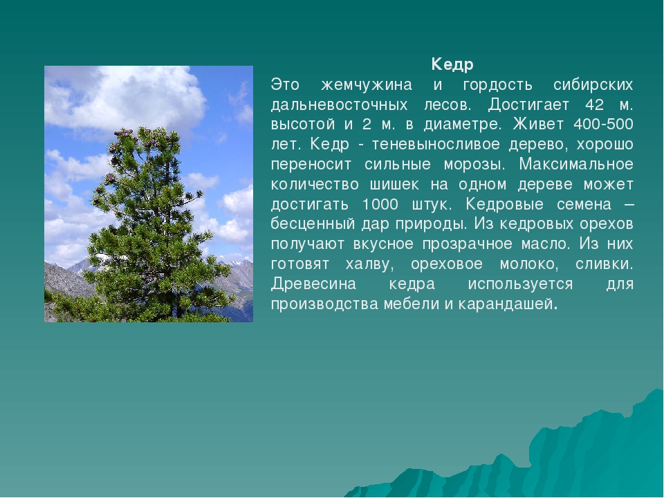 Доклад по окружаемому миру 4 класс. Растительность зоны лесов. Растительный мир зоны лесов. Доклад на тему Лесная зона. Сообщение о зоне лесов.