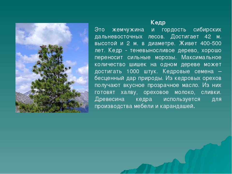 4 лесных зон. Сообщение о зоне лесов. Растения зоны лесов 4 класс. Зона лесов растительный мир 4 класс. Растения зоны лесов доклад.