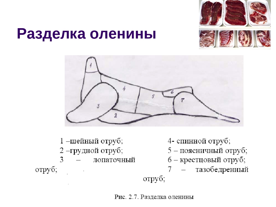 Схема разделки туши оленя