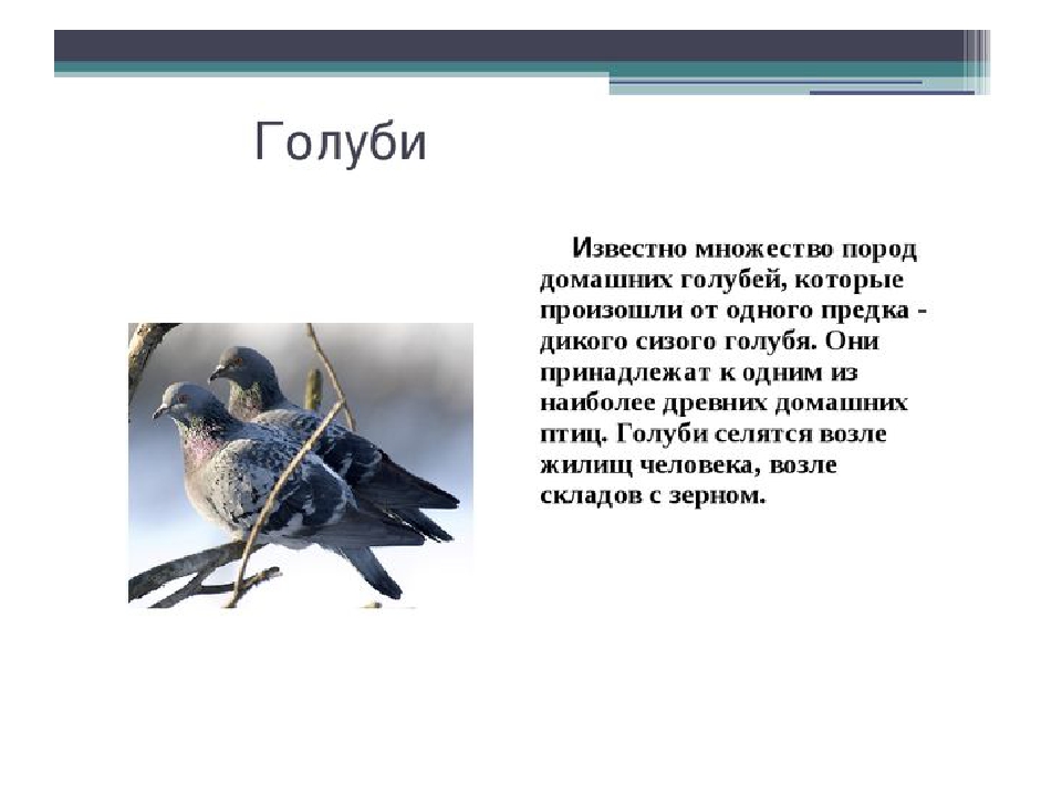 Голубь описание. Описание голубя. Голуби для презентации. Рассказ о голубе. Доклад о голубе.