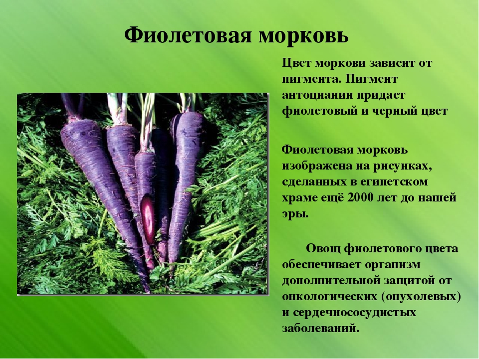 Морковь относится к группе. Морковь фиолетовая. Сиреневая морковь. Морковь фиолетового цвета. Морковь фиолетовая сорта.