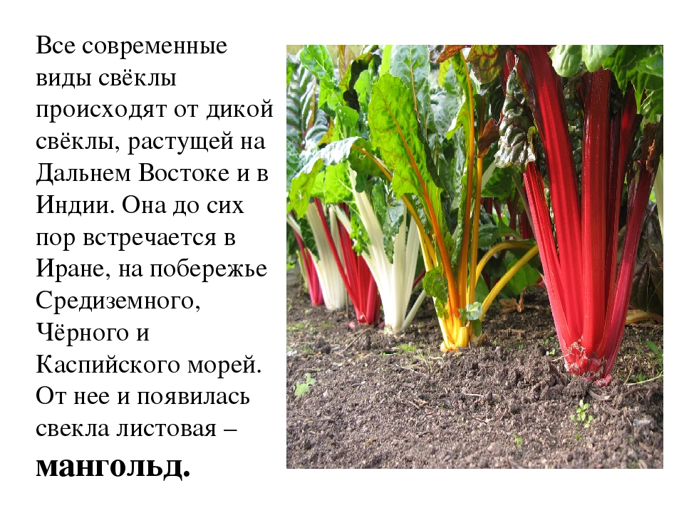 Виды свеклы. Свекла культурное растение. Виды сахарной свеклы. Внешний вид свеклы.