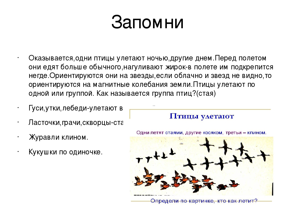 Все характеристики предложения как высоко летят птицы