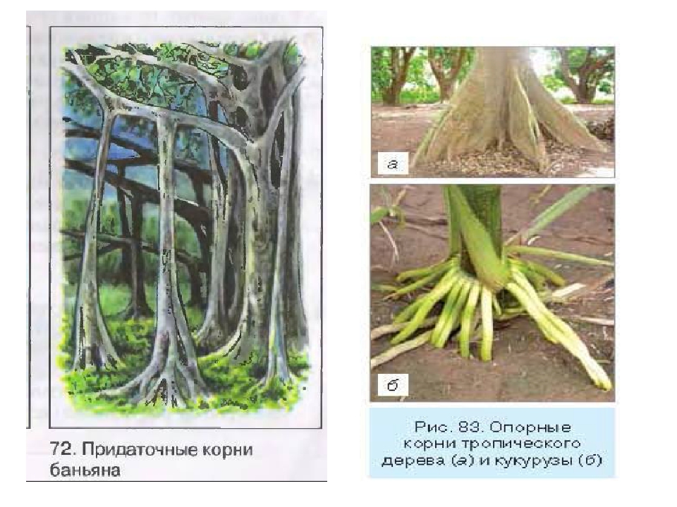У каких растений есть корень. Ходульные корни кукурузы. Дыхательные корни баньяна. Опорные корни Баньян. Растения с воздушными корнями.