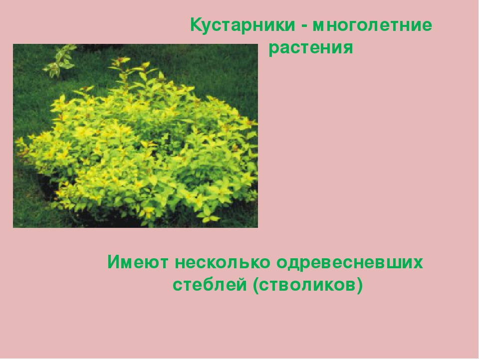 Кустарники примеры. Кустарники многолетние много стволиков. Кустарник имеет несколько одревесневших стволиков. Растения с одревесневающими стеблями. Кустарник несколько стволиков.