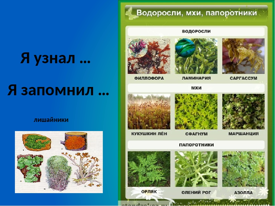 Три примера группы растений водоросли. Мхи водоросли папоротники названия. Название мхов и папоротников. Название мхи 2 класс.