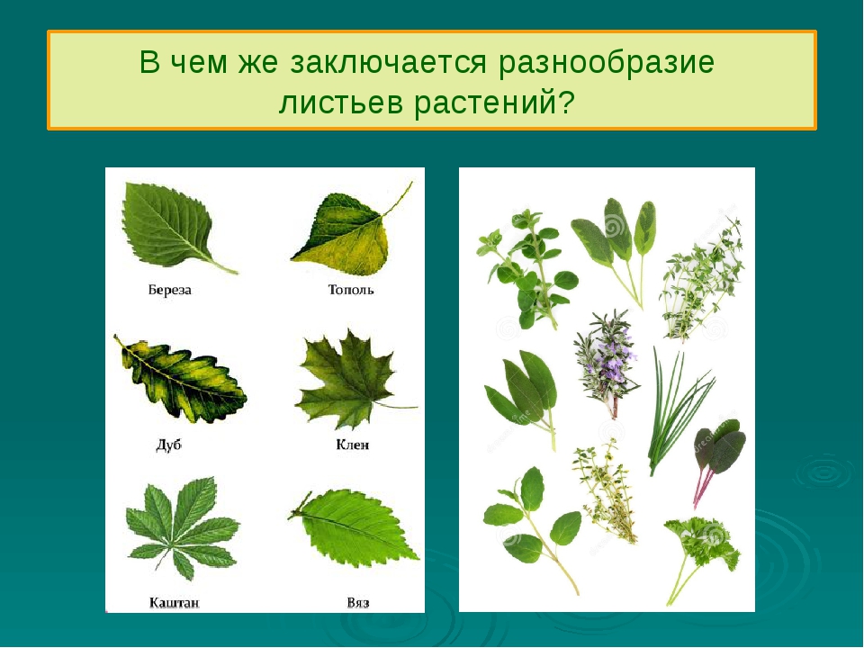 Простые и сложные листья биология 6 класс. Разнообразие листьев. Разнообразие листов.