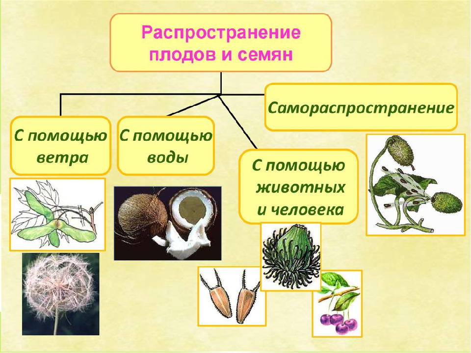 Как распространяются семена конопляное семя украины