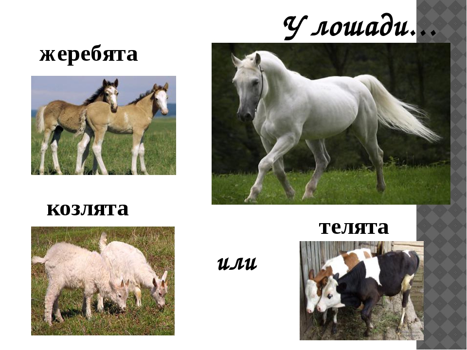 Жеребенок кличка