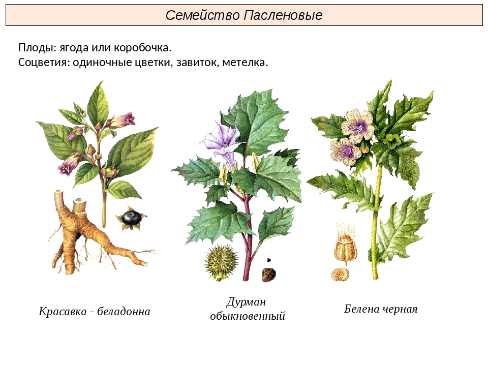 Листья простые или сложные семейства пасленовые. Семейство Пасленовые соцветие. Соцветие завиток у пасленовых. Плоды пасленовых растений. Семейство Пасленовые листья.