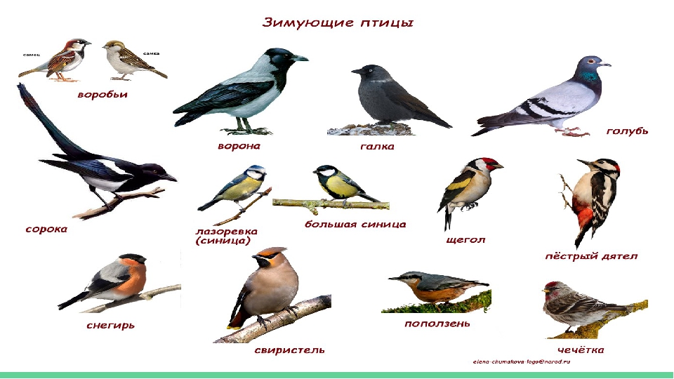 Какие есть птицы. Птицы которые не улетают на Юг зимой. Птицы которые улетают в теплые края. Птицы которые улетают в теплые края на зиму. Какие птицы не улетают в теплые края.