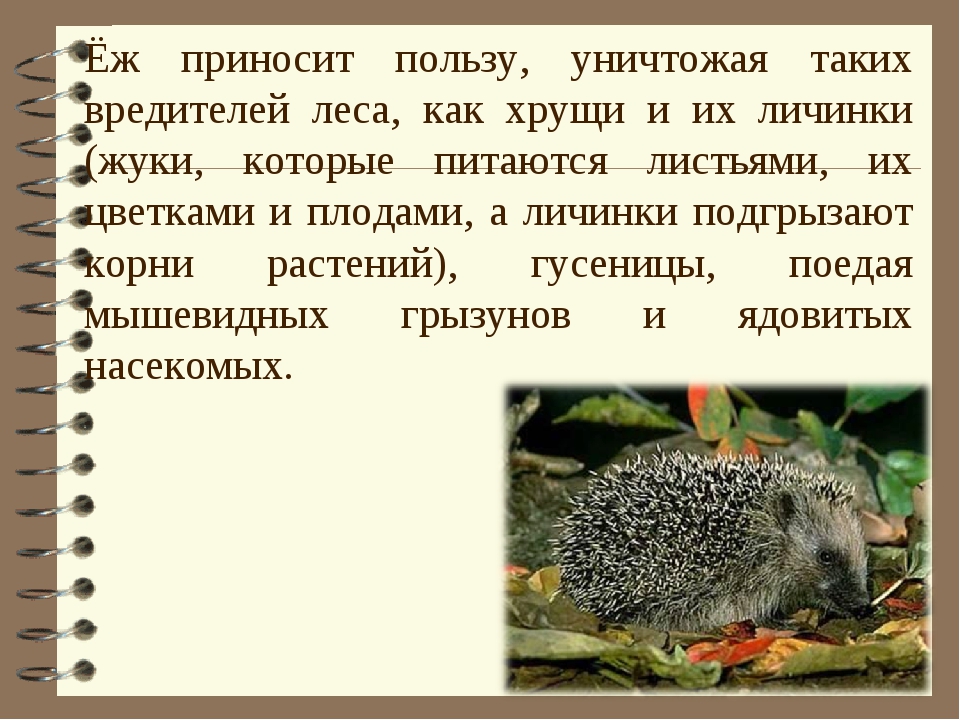 Рассказ про ежа. Интересные факты о ежах для детей. Польза ежа. Польза ежей. Про ежа из энциклопедии.