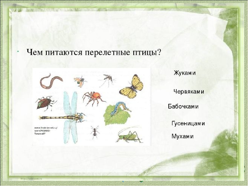 Чем питаются насекомые картинки для дошкольников