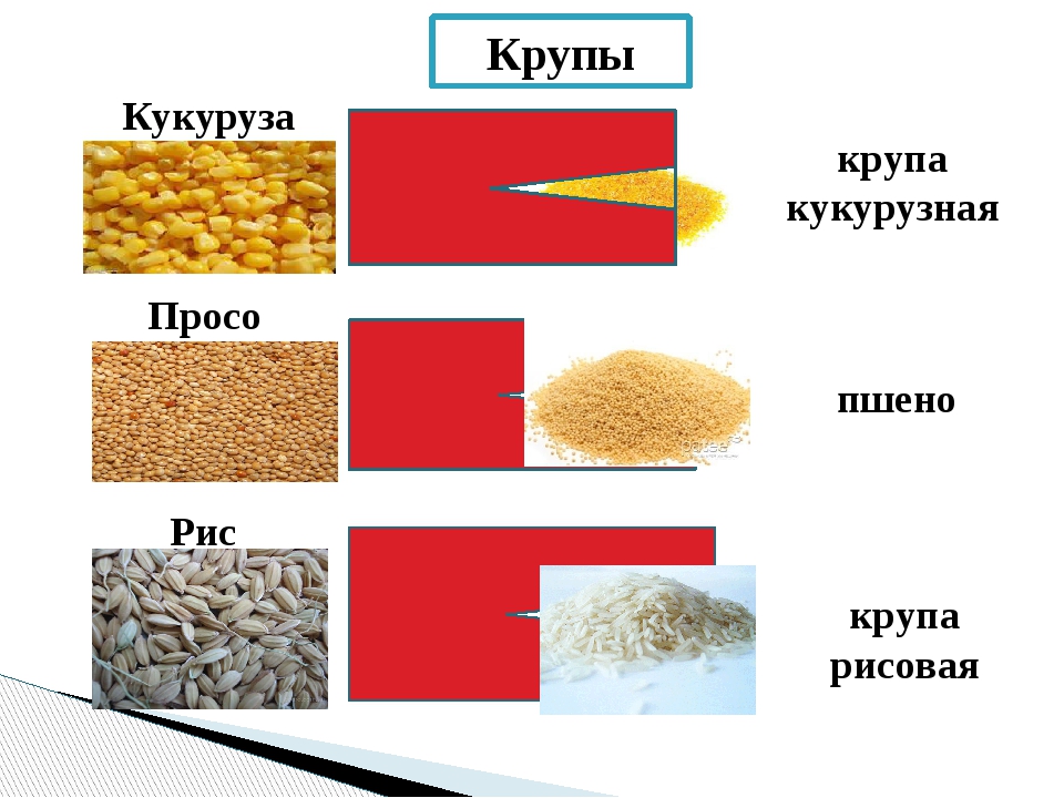 Какие крупы делают из пшеницы. Крупы из пшеницы. Крупы из пшеницы названия. Пшеничные крупы разновидности. Разновидности круп из пшеницы.