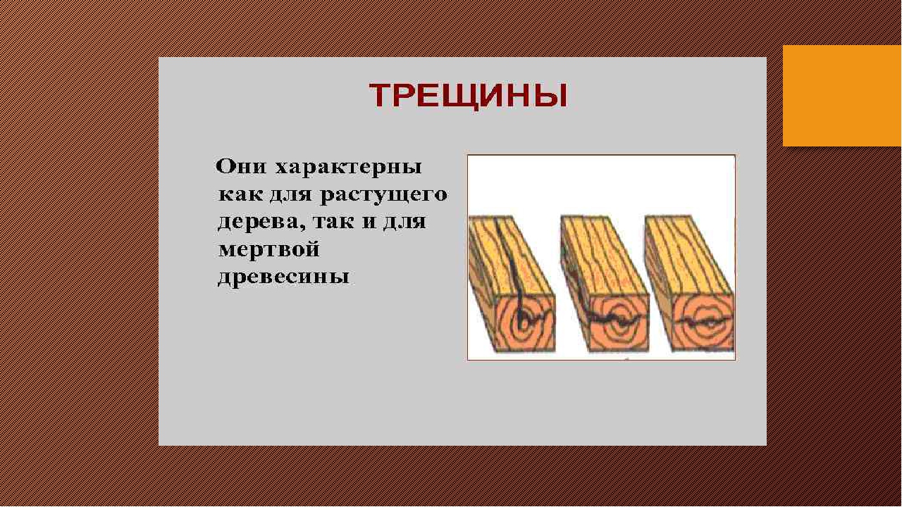 Древесина 5 класс технология презентация. Пороки древесины презентация. Пороки древесины 5 класс технология. Пороки древесины 6 класс технология. Дефекты древесины по технологии.