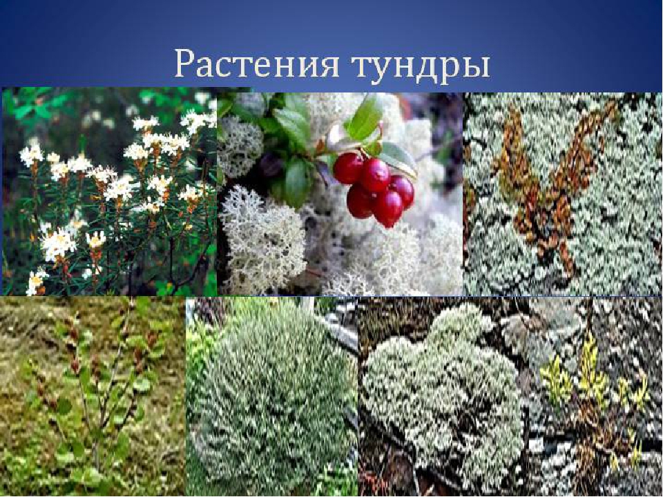 Примеры растений в тундре. Тундра растения тундры. Растительный мир тундры. Растения тундровой зоны. Растения тундры в Евразии.