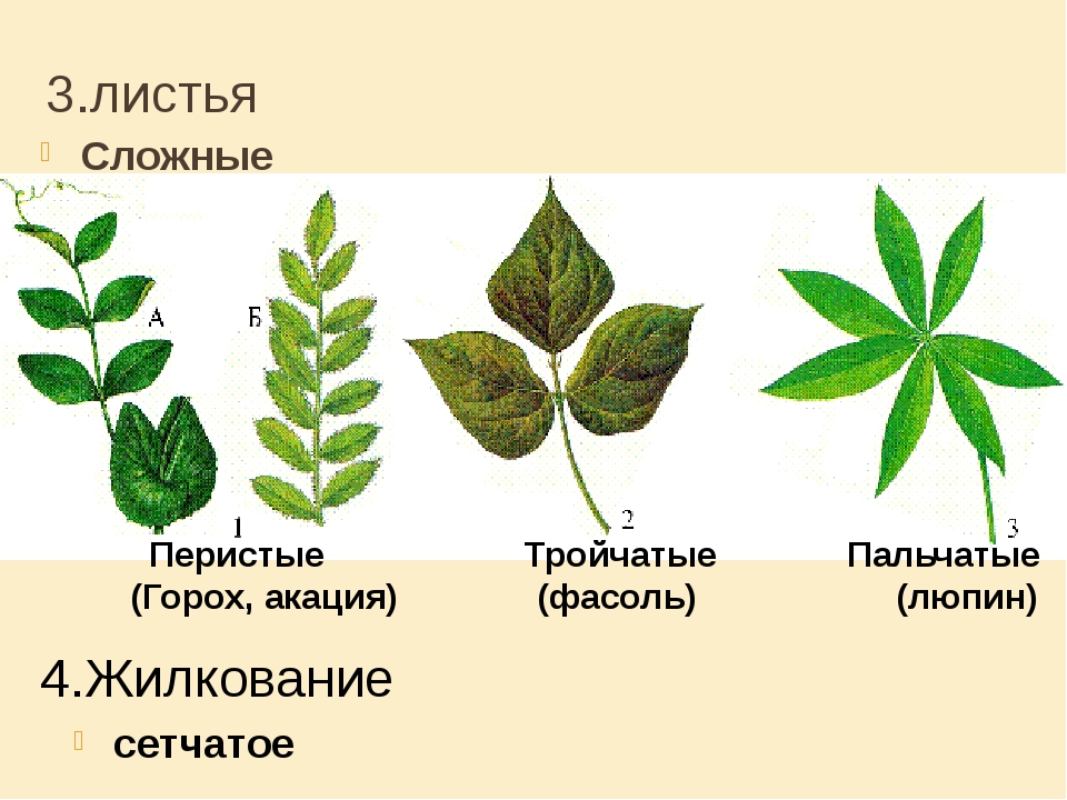 Простое или сложное жилкование. Жилкование листовой пластинки гороха. Тройчатые пальчатые и перистые листья. Жилкование листа гороха. Горох посевной жилкование листа.