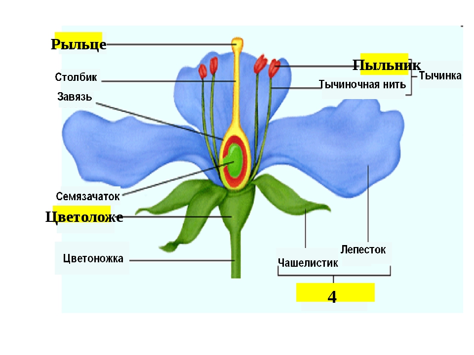 Какую функцию выполняет завязь у цветка. Чашелистик пыльник завязь. Рыльце нить пыльник пестик. Биология 6 класс цветок пестик рыльце. Цветок чашелистик пыльник завязь.