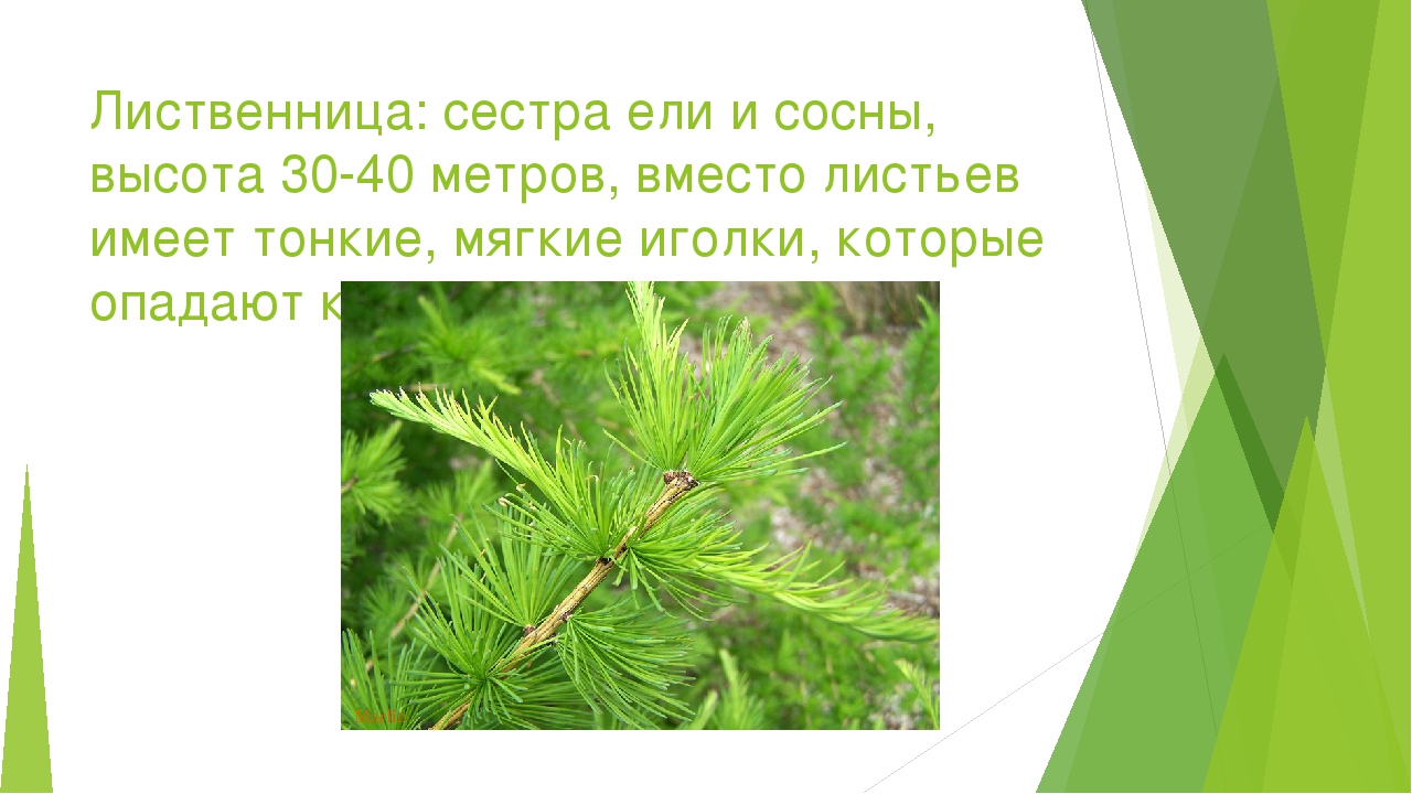 Сосна хвоя длина. Листок лиственницы. Лиственница высота. Лиственница которые имеют листья. У лиственницы иголки или листья.