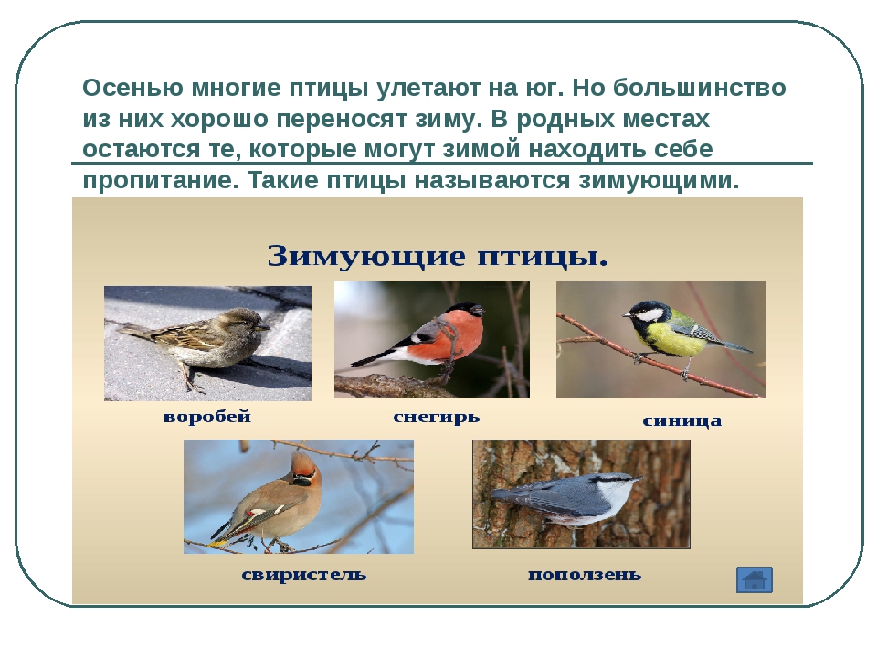 Какие птицы улетают осенью. Какие птицы улетают на Юг. Какие птицы летают на Юг. Какие птицы летают на Юг осенью. Птицы которые улетают в теплые.