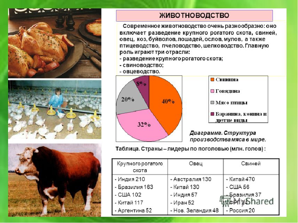 Страны по поголовью крупного. Животноводство таблица. Отрасли животноводства. Характеристика животноводства. Отрасли животноводства в России.