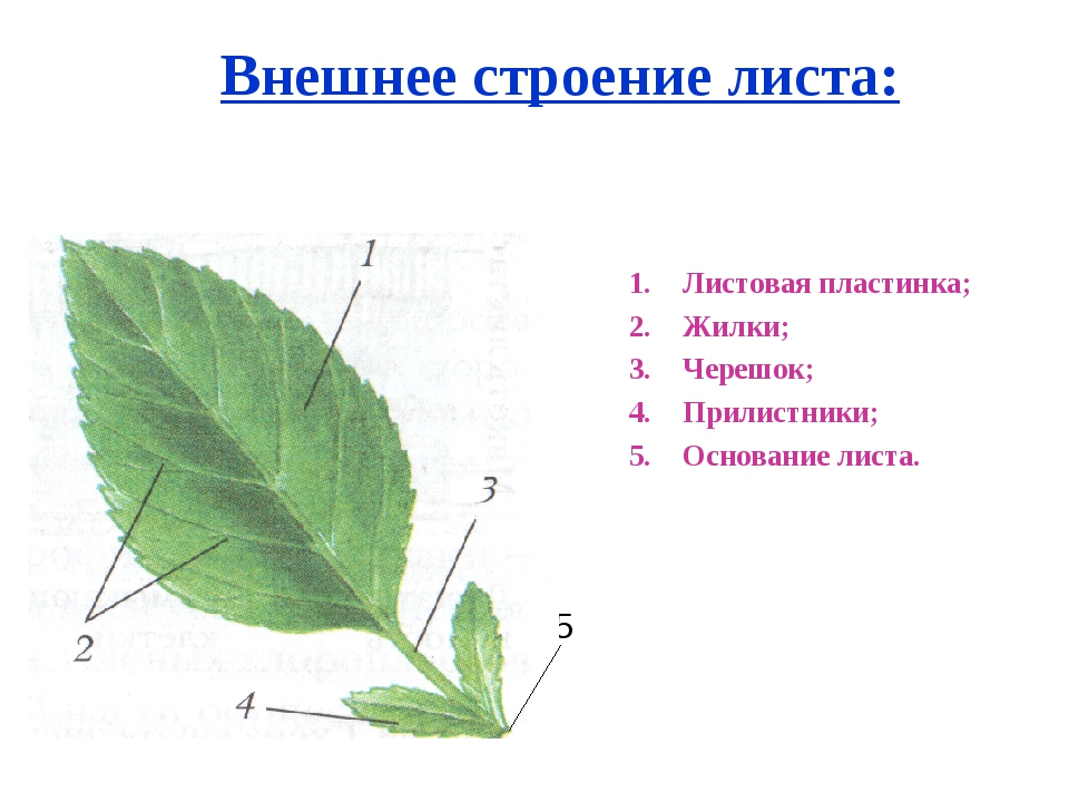 Таблица строение листа 6 класс. Строение листа с прилистниками. Внешнее строение листа 6 класс биология. Строение листовой пластинки у шиповника. Строение листа рисунок с подписями.