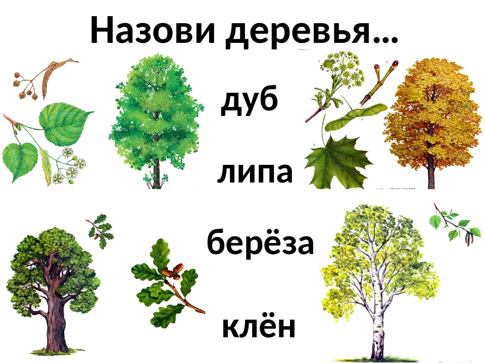 Садовые деревья перечислить. Лиственные деревья клен дуб береза. Лиственные деревья для дошкольников.