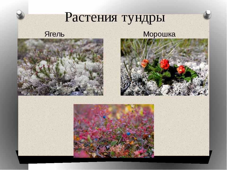 Растения тундры ягель. Растения зоны тундры. Растения тундры в России 4 класс окружающий мир. Какие животные обитают в тундре и растения