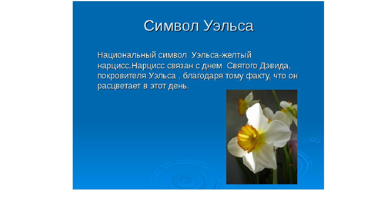 Нарцисс по английски. Желтый Нарцисс символ Уэльса. Растение символ Уэльса. Нарцисс национальный цветок Уэльса. Символ Великобритании желтый Нарцисс.