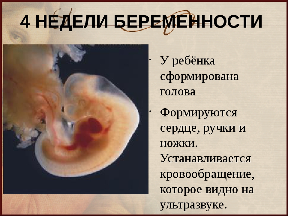 Прошло 4 недели. Эмбрион на 4 неделе беременности. Ребёнок на 4 неделе беременности.