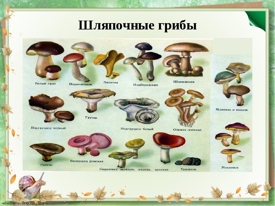 Какие съедобные грибы относятся к группе пластинчатых. Шляпочные грибы съедобные грибы. Шляпочные грибы и их названия. Съедобные Шляпочные грибы. Шляпочные трубчатые съедобные грибы.