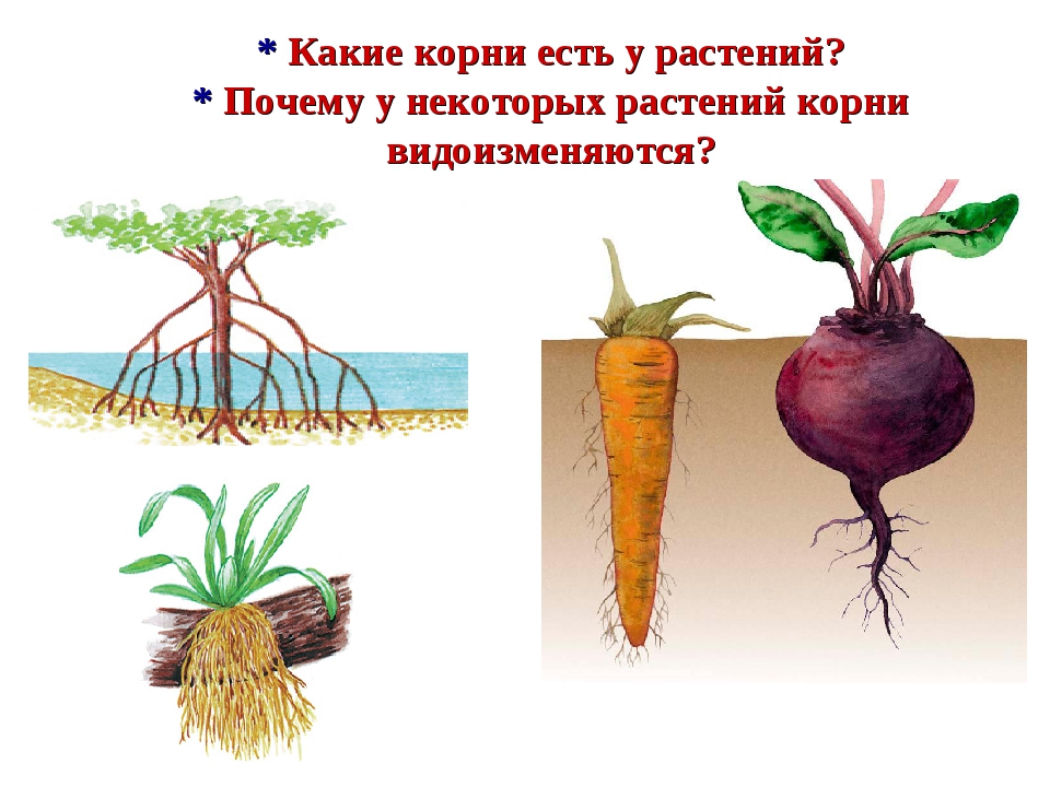 Размножение видоизмененным корнем. Видоизмененные корни корнеплоды. Корни растений.