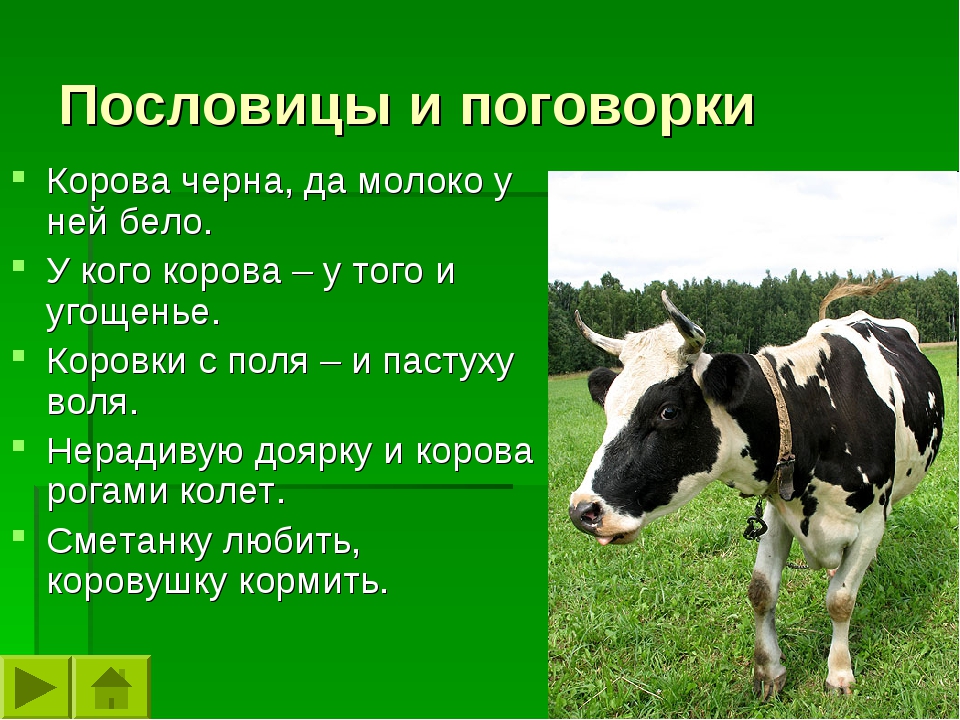 Коровы отвечают на вопрос. Поговорка про корову. Пословицы про корову. Информация о корове. Корова животных.
