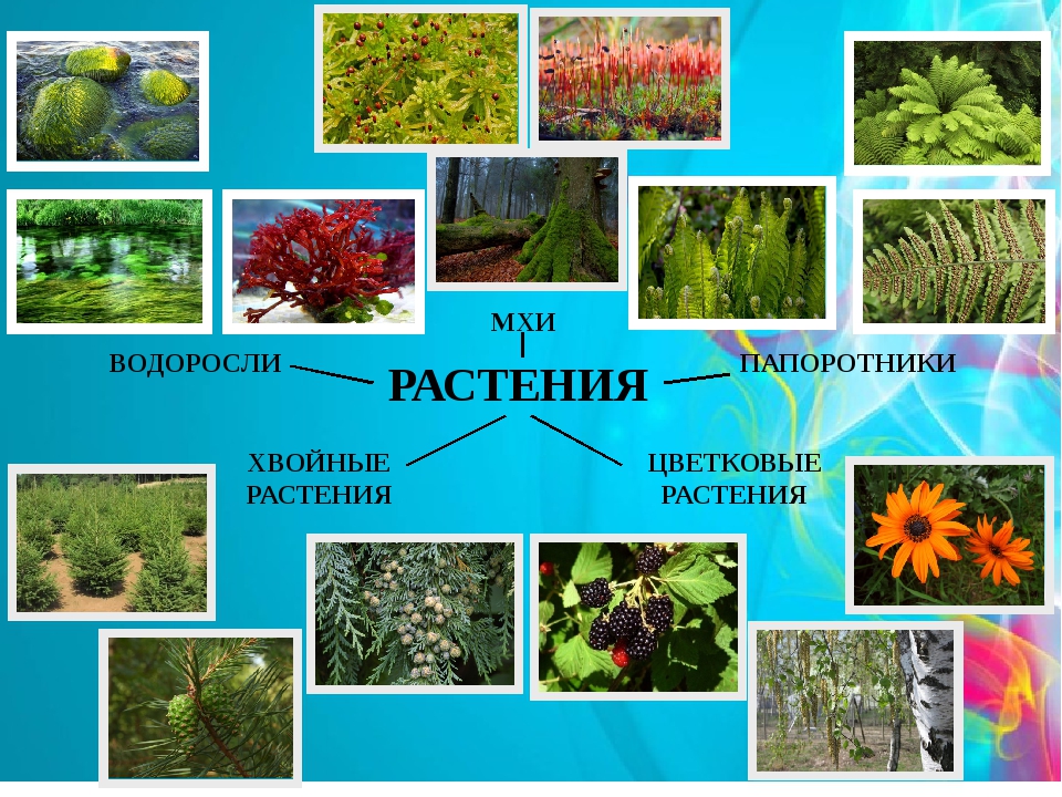 Разнообразие растений. Мир растений разнообразие растений. Растения группы растений. Водоросли мхи папоротники хвойные.