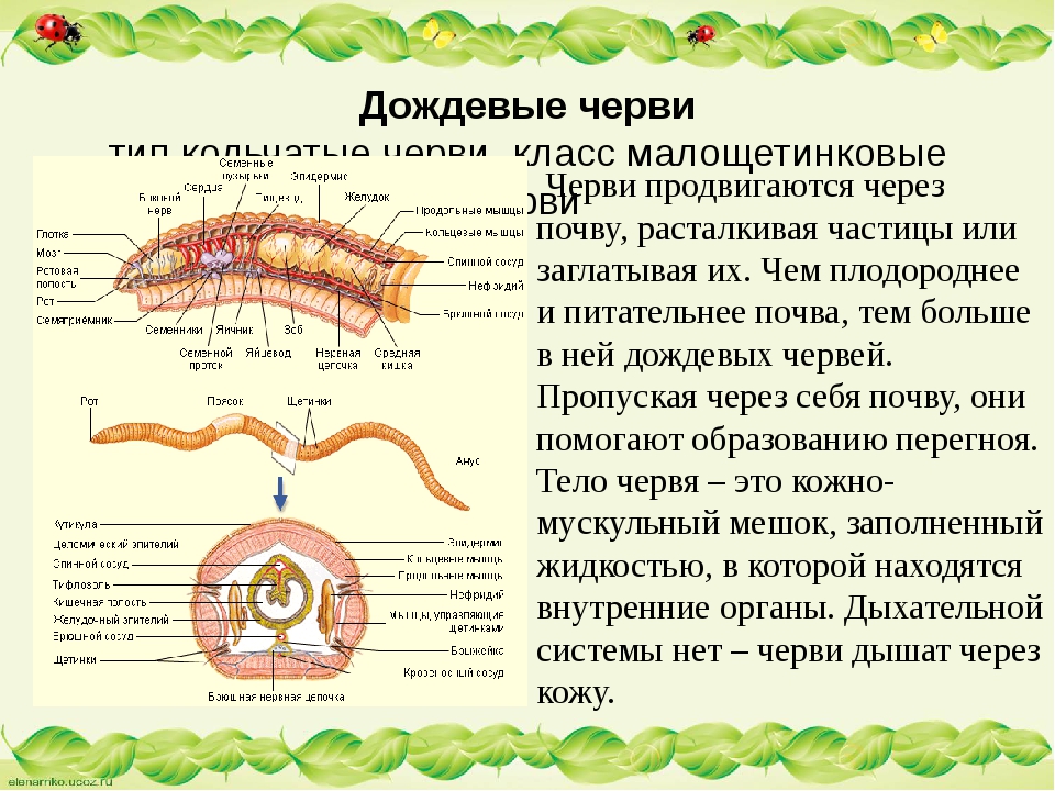 Строение дождевого червя лабораторная