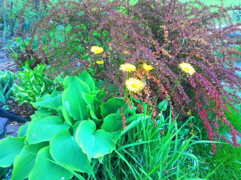 дороникум (фото цветов в миксбордере)