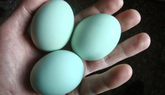 Голубые куриные яйца