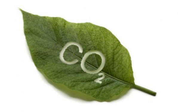 углекислый газ растения