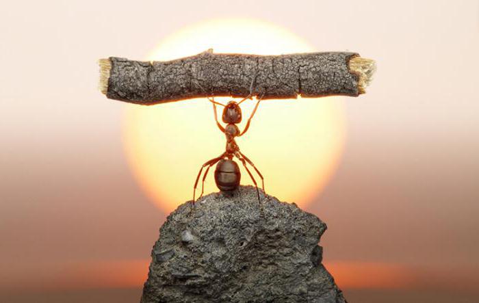 Какую пользу приносят муравьи 
