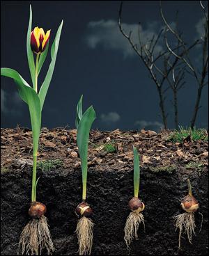 как размножаются тюльпаны в природе