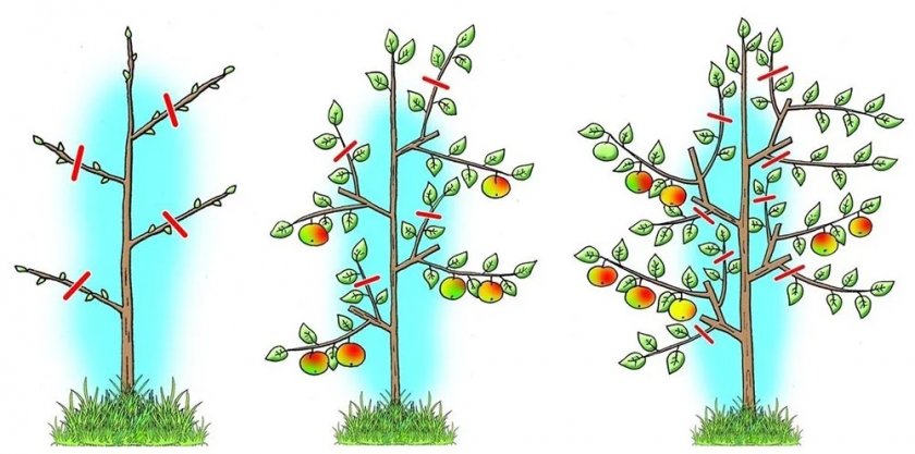 Схема обрезки колоновидной яблони