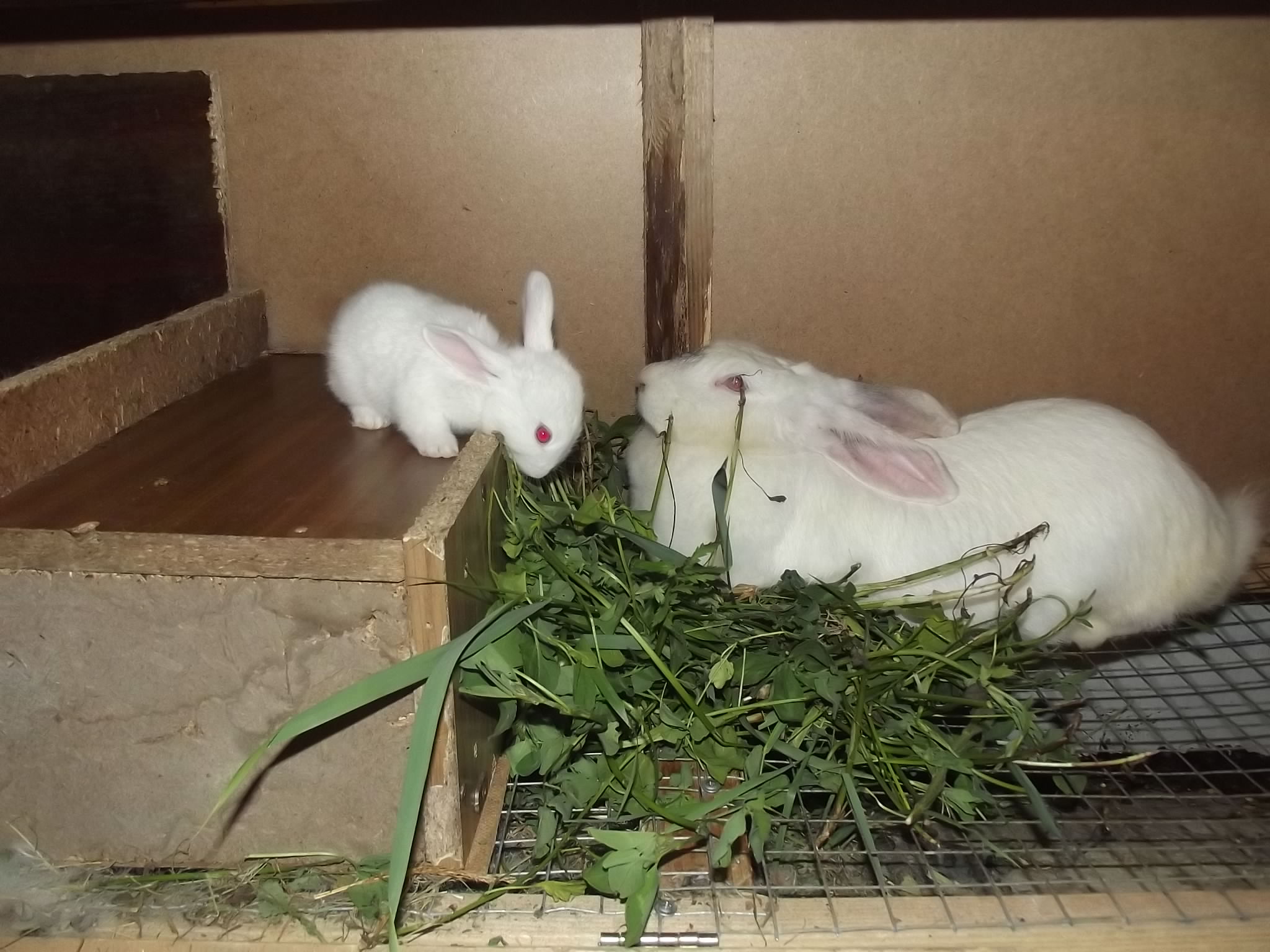 Почему кролики. Гнездо декоративного кролика. Беременные декоративные кролики.