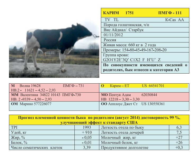 Вес быка. Племенной бык вес. Вес быка в 1.5 года. Вес среднего быка. Вес коровы голштинской породы.
