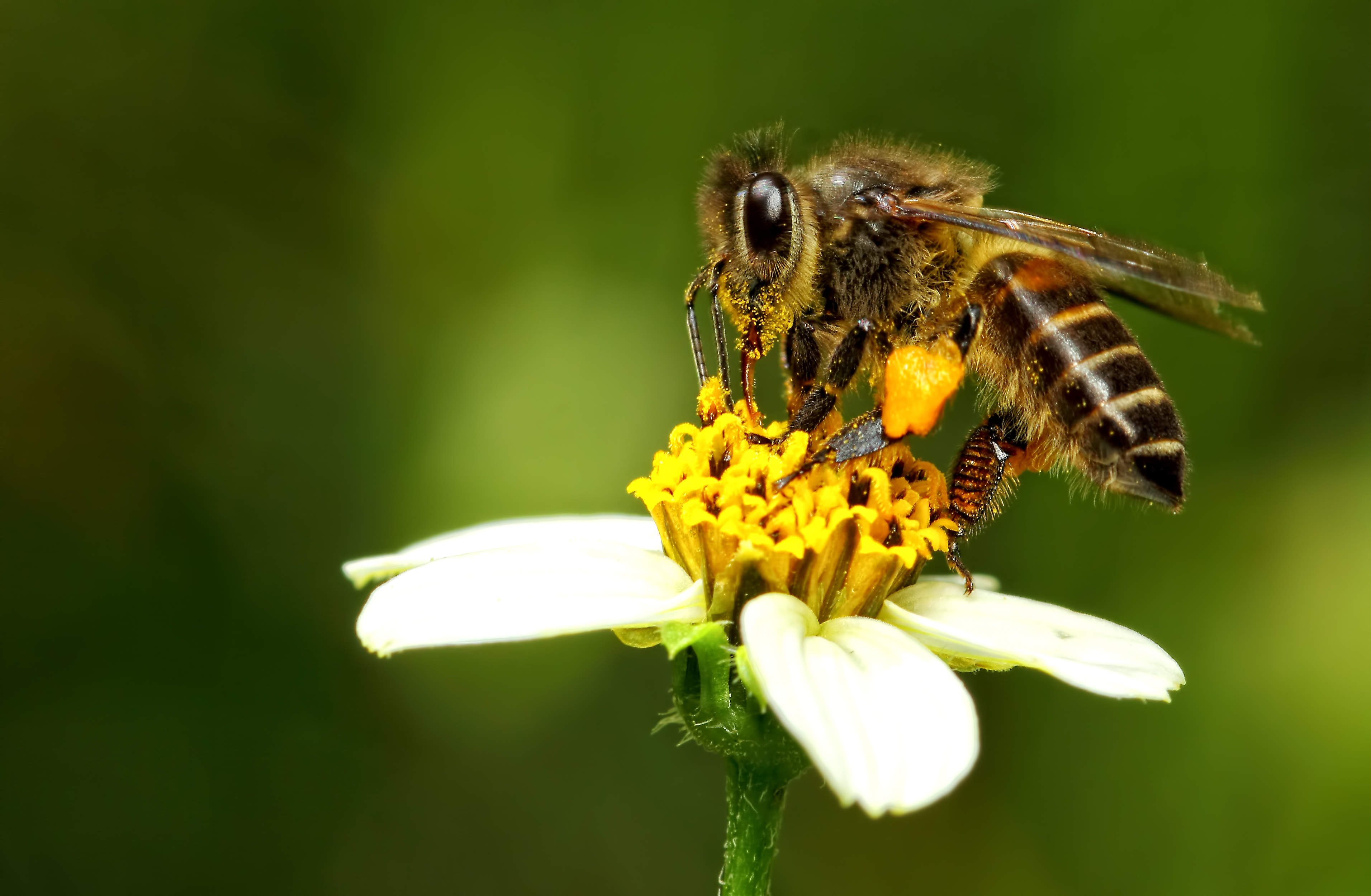 Пчелы пьют весенний. Пчела собирает нектар. Пчела с нектаром. Пчела собирает мед. Пчела добывает нектар.