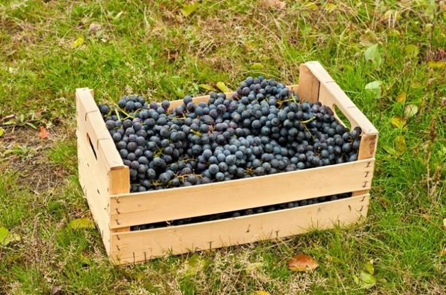Деревянный ящик средних размеров, наполненный доверху кистями винограда