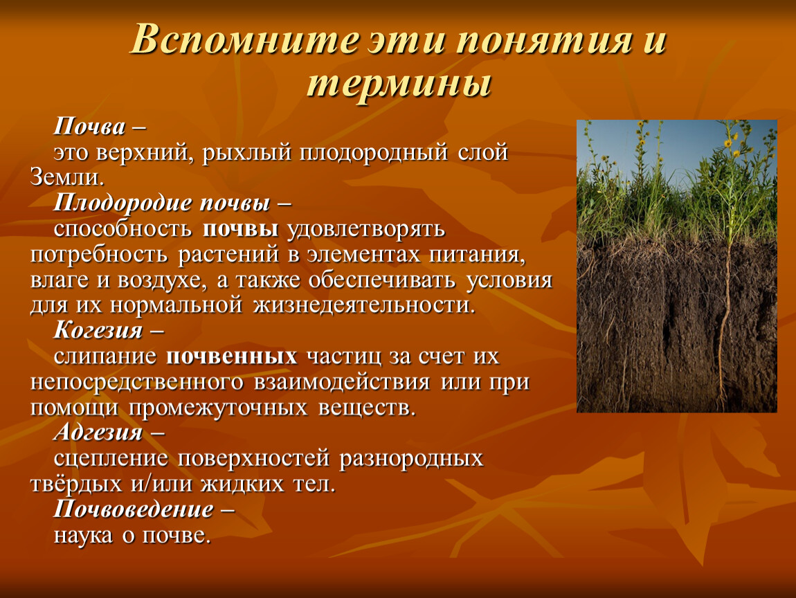 Растительный покров это почва. Черноземы почвы растительность. Почвы Тамбовской области 4 класс. Сообщение о почве. Основные сведения о посве.