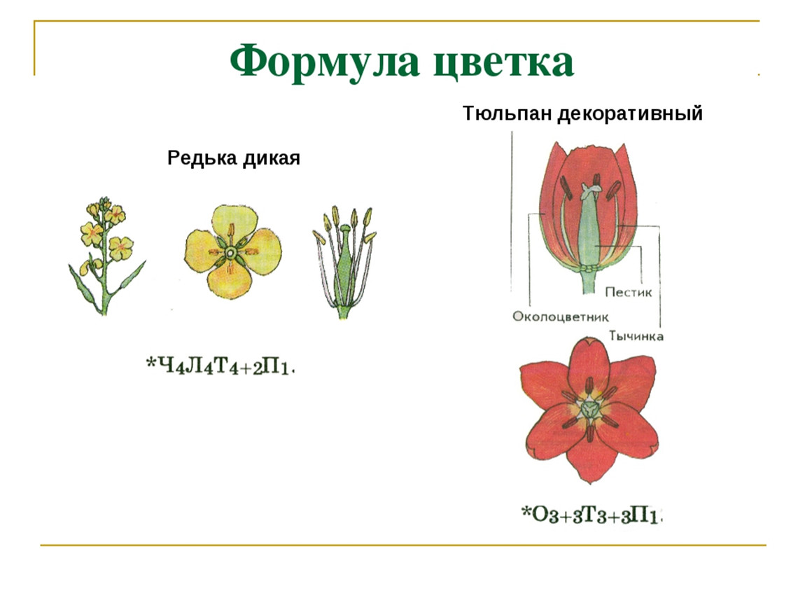 Строение цветка тюльпана рисунок