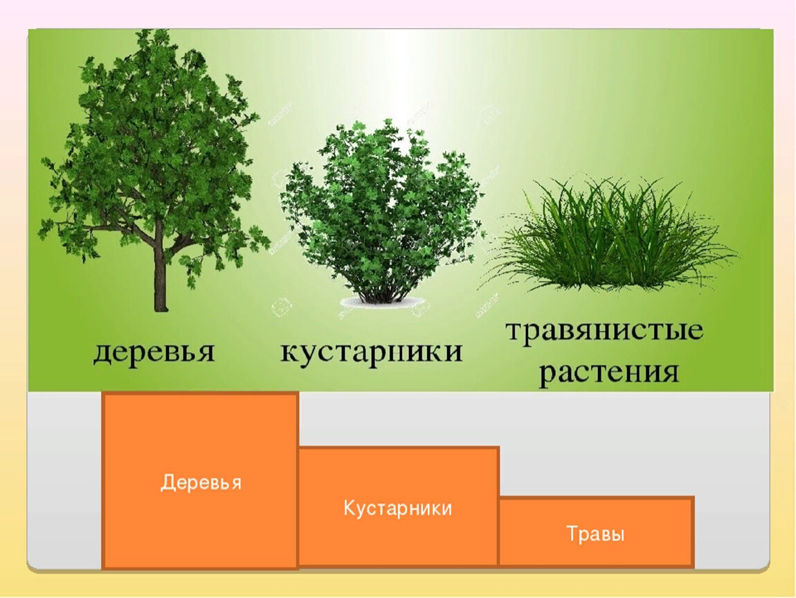 Нарисовать дерево кустарник и травянистое растение 2 класс окружающий мир